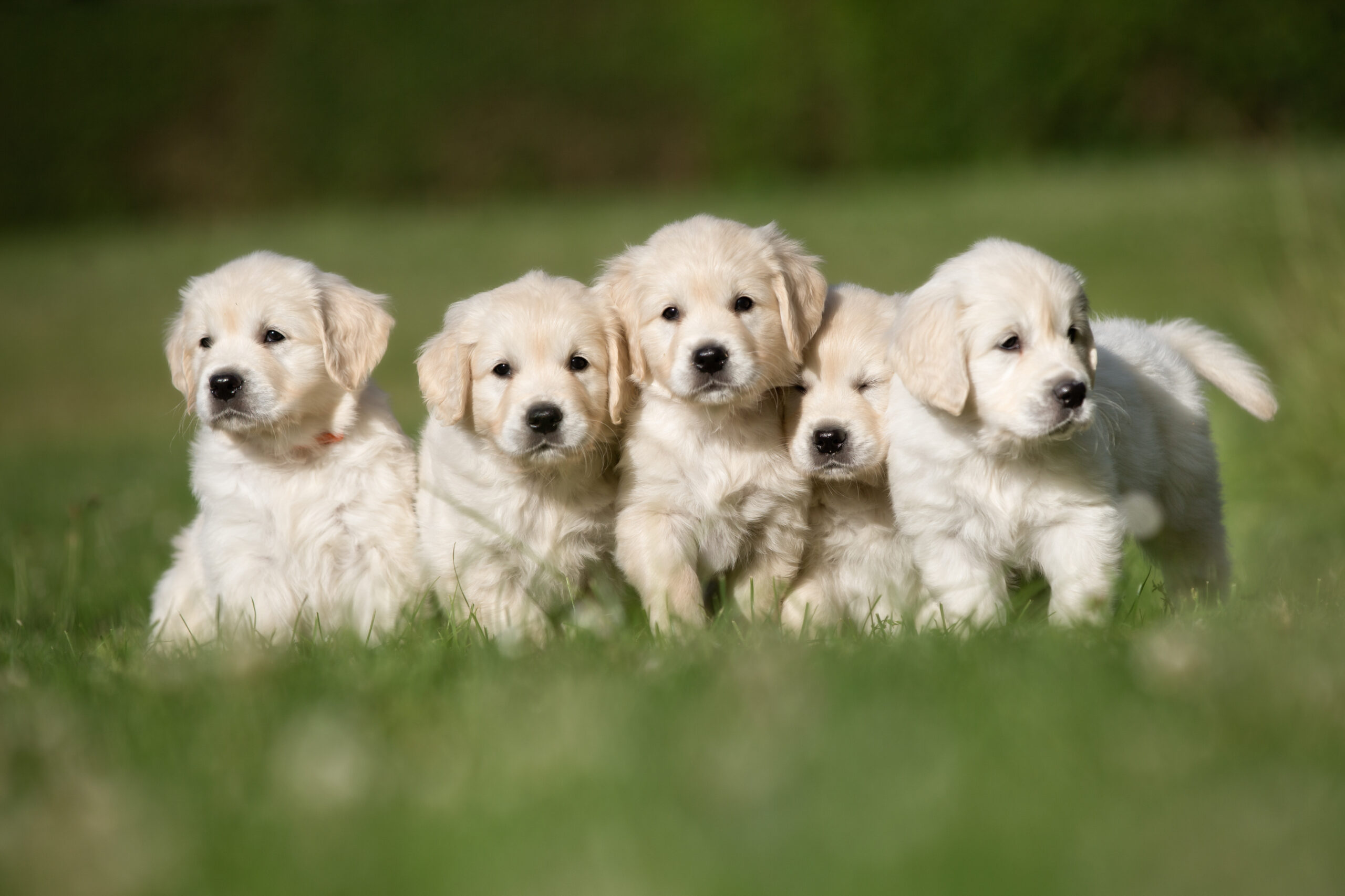 Beschermd: Puppy Cursus